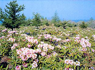 １５万株の石楠花